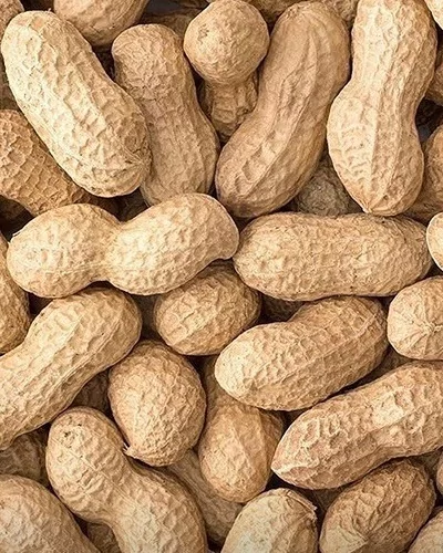 Groundnuts